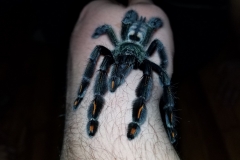 Venezuelan Suntiger (Psalmopoeus irminia)