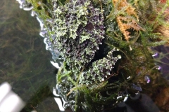 Vietnamese Mossy Frog (Theloderma corticale)