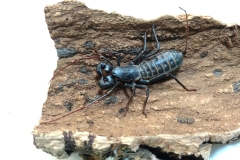 Vinegaroon (Uropygi)