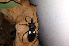 White spot assassin bug (Platymeris biguttatus) (1)