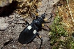 White spot assassin bug (Platymeris biguttatus)