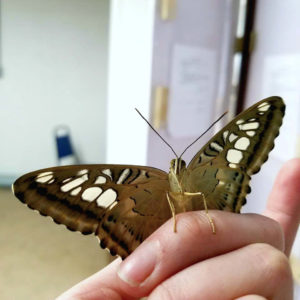 16923617_10211540342600471_275952798_n 16923617_10211540342600471_275952798_n