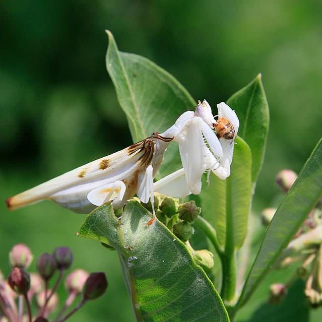 Insectarium & Butterfly Pavilion Praying Mantis