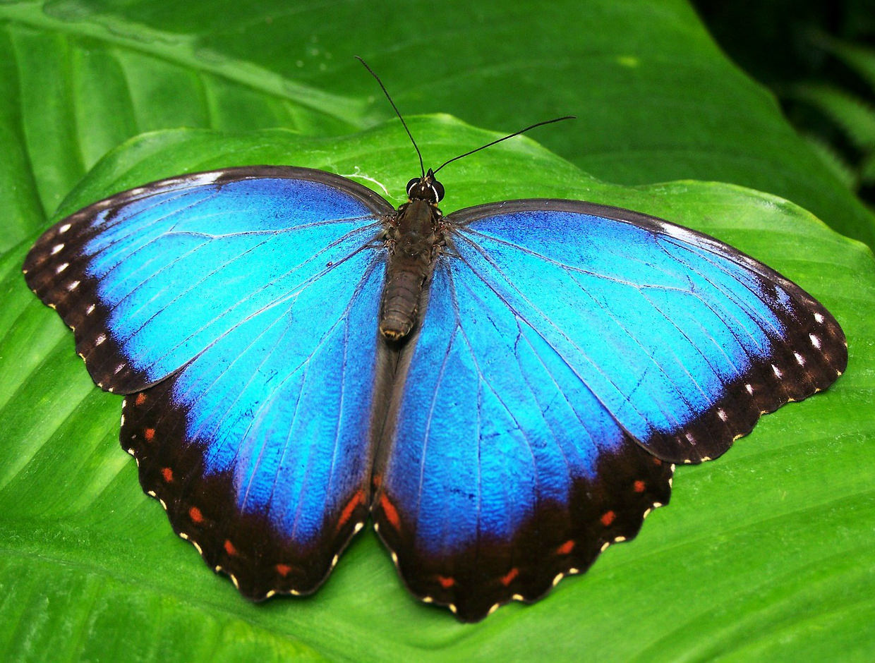 Philly Insectarium & Butterfly Pavilion