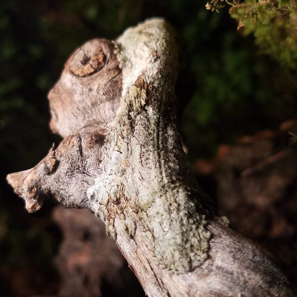 Leaf-Tailed Gecko On A Log