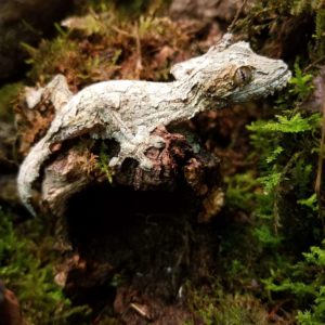Leaf-Tailed Gecko full body