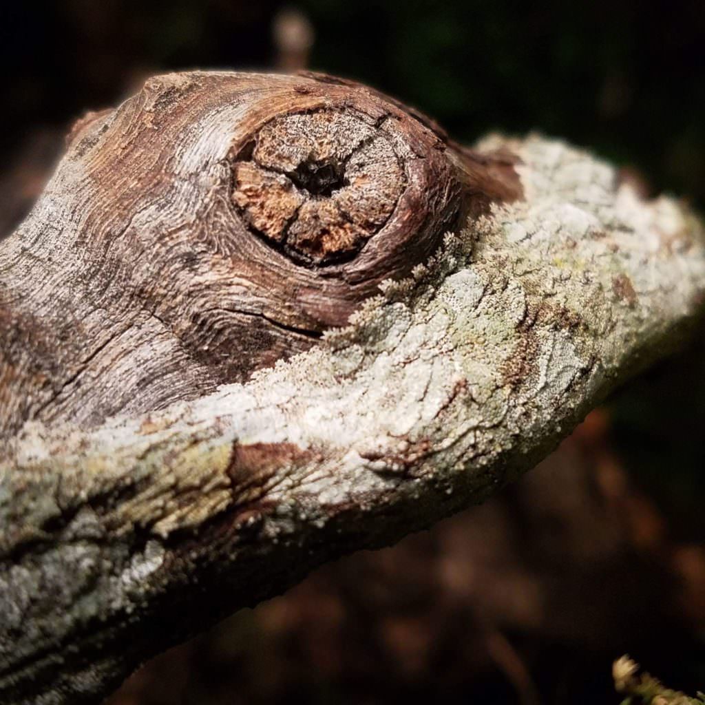 Leaf-Tailed Gecko Close Up