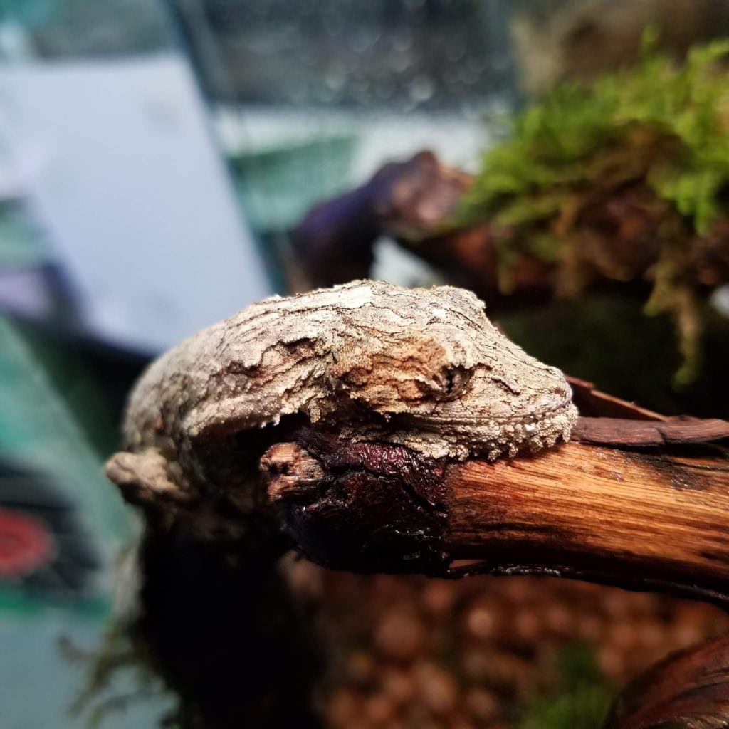 Leaf-Tailed Gecko
