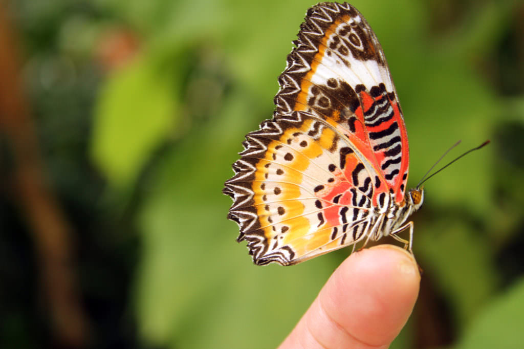 Importance Of Butterflies