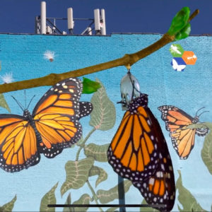 Insect AR App