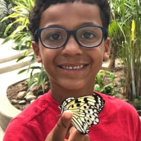 Philadelphia Butterfly Garden Child Admission