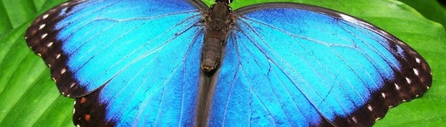 Philly Butterfly Festival - Butterfly Raising Demo