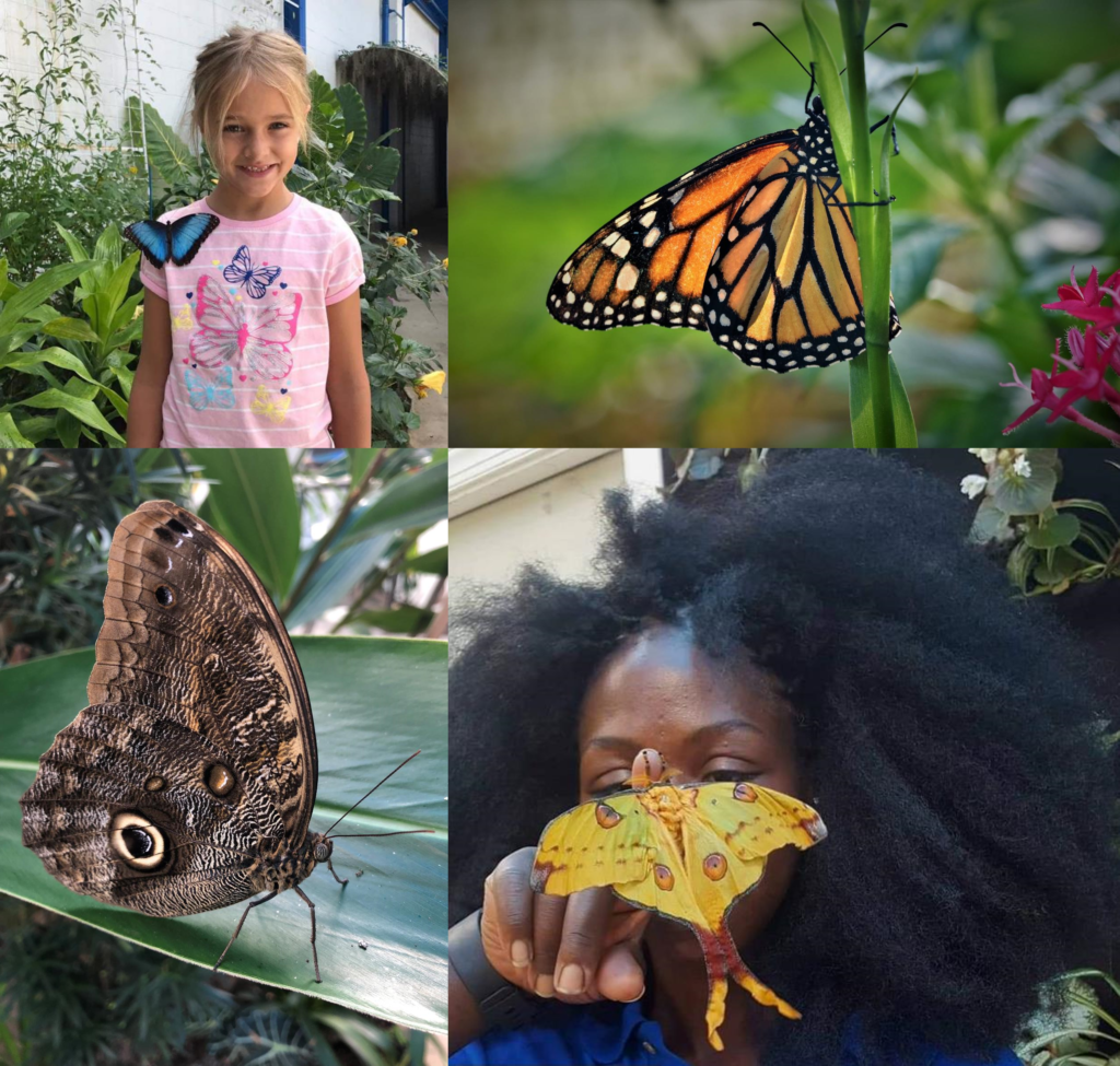 Philly Butterfly Festival