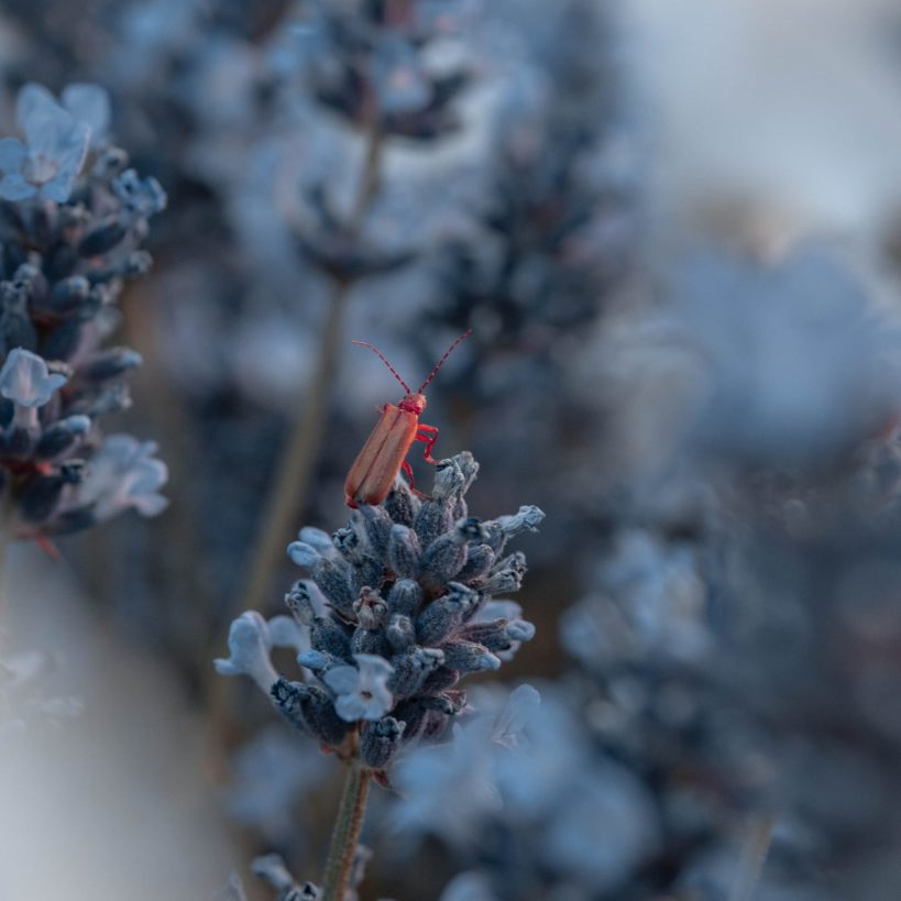 pexels-folco-masi-3131028