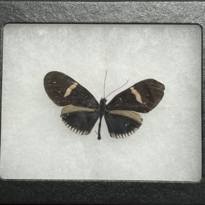 butterfly art