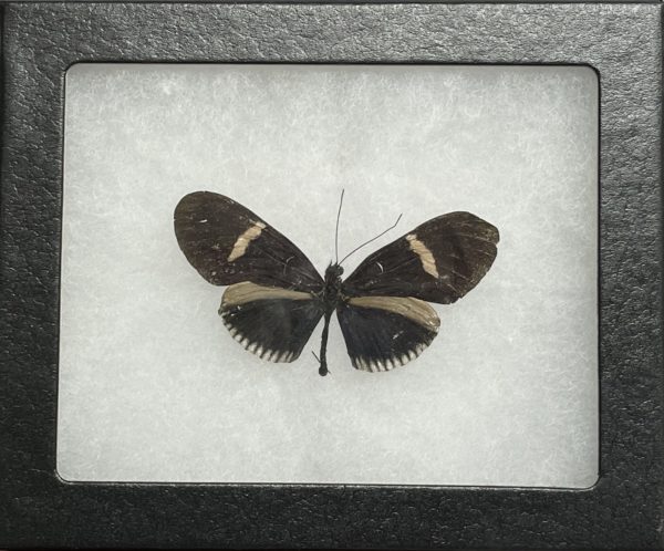 butterfly art